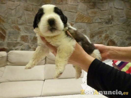 cachorros de san bernardo edel-hund